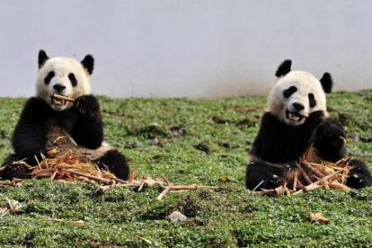 Dos pandas gigantes comen bambú en la reserva de Wolong, en la provincia china de Sichuán.