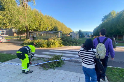 Cae un árbol en el campus de Vegazana. RAMIRO
