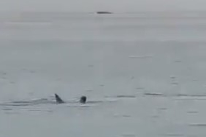 Un momento del ataque del tiburon a un joven ruso en el Mar Rojo. DL
