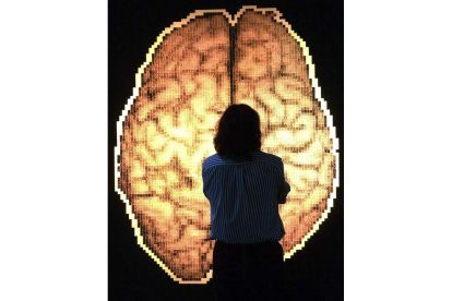 Un visitante observa un mapa del cerebro instalado en el Museo Príncipe Felipe. ESTÉVEZ