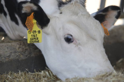 El control de la tuberculosis bovina enfrenta a ganaderos y administración. RAMIRO