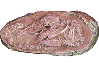 El fósil de embrión de dinosaurio se encuentra en el Museo de Historia Natural de Piedra de Piedra de Yingliang. RTVE