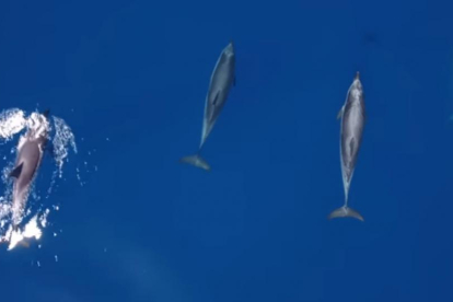 Imagen del vídeo que muestra a un numeroso grupo de delfines en la Costa Brava.