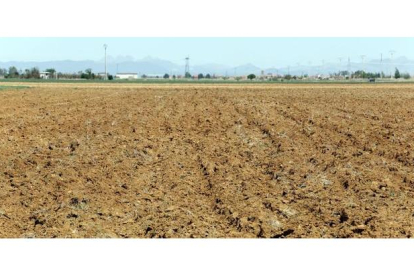 Sequía en Tierra de Campos.