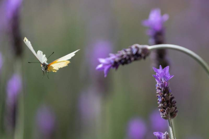 Una mariposa vuela entre campos de lavanda en Ciudad del Cabo (Sudáfrica). NIC BOTHAMA