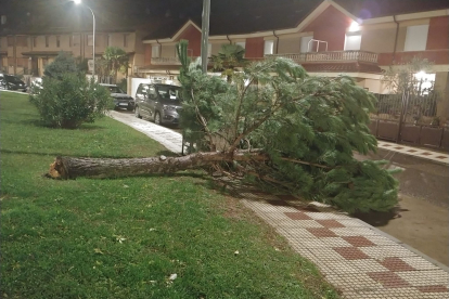 Árbol tirado por el viento este sábado. Del