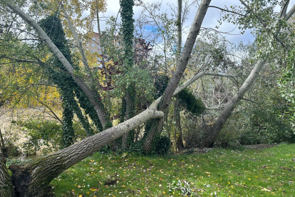Árbol caído en León, junto al río Bernesga. REDACCIÓN