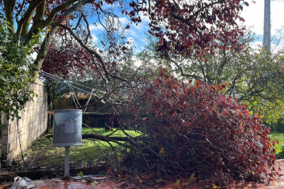 Un árbol tirado por el viento en una vivienda particular de León. DL