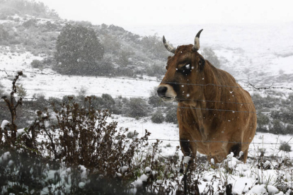 Nieve en Babia. RAMIRO