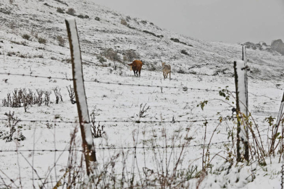 Nieve en Babia. RAMIRO