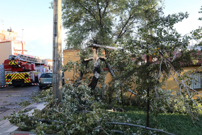 En Palencia, los bomberos retiran ramas de un árbol abatido por el fuerte viento. BRÁGIMA / ICAL