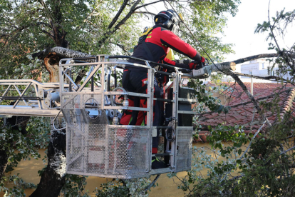 En Palencia, los bomberos retiran ramas de un árbol abatido por el fuerte viento. BRÁGIMA / ICAL