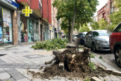 Restos de árboles y ramas en las aceras por las fuertes rachas de viento en Valladolid. MIRIAM CHACÓN / ICAL.