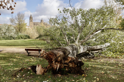 Árboles y ramas caídas por el fuerte viento en Salamanca. DAVID ARRANZ / ICAL.