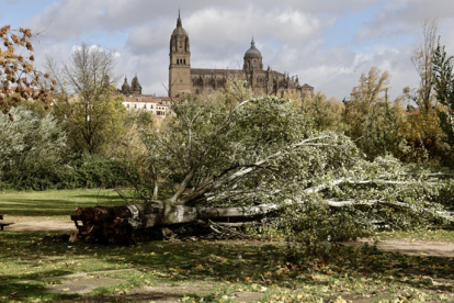 Árboles y ramas caídas por el fuerte viento en Salamanca. DAVID ARRANZ / ICAL.