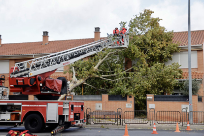 Árboles y ramas caídas por el fuerte viento en Salamanca. DAVID ARRANZ / ICAL.