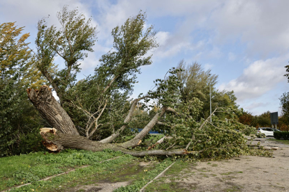 Árboles y ramas caídas por el fuerte viento en Salamanca. DAVID ARRANZ / ICAL.