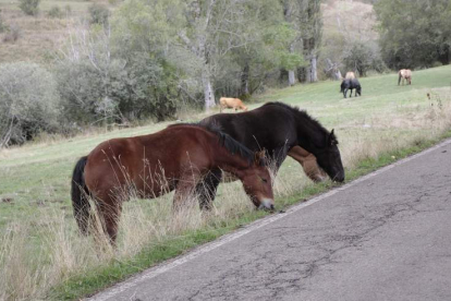Un grupo de caballos pace al borde de la carretera que va hacia Maraña. CAMPOS
