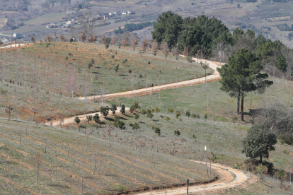 El bosque didáctico de la Fundación Prada A Tope. ANA F. BARREDO