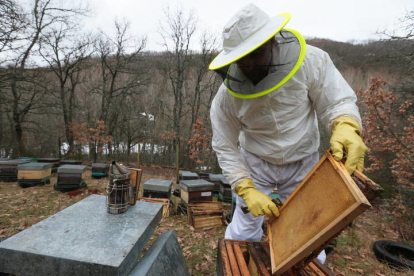 Un apicultor recoge la miel de una colmena. RAMIRO