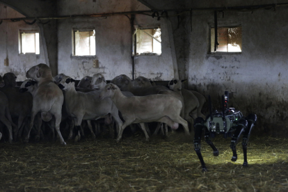 El robot en el interior de la nave con las ovejas. Fernando otero. FERNANDO OTERO