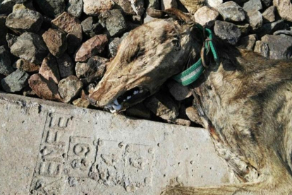 Galgo muerto en Sevillahttps://www.elperiodico.com/es/sucesos-y-tribunales/20180316/investigado-un-hombre-por-atar-perros-a-la-via-del-tren-para-matarlos-6695037