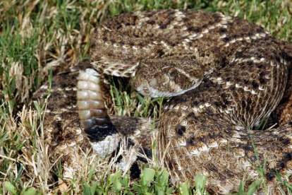 Un ejemplar de serpiente cascabel, un reptil venenoso nativo de América, agitando el final de su cola antes de atacar.