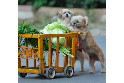 Dos perros con un carro de la compra en miniatura en un mercado de Shenyang. MARK