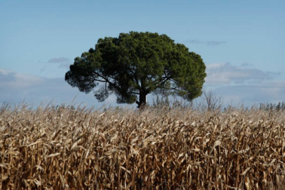 El precio del trigo, la cebada y el centeno ha bajado 3 euros la tonelada. JESÚS