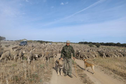 El trashumante José Manuel Sánchez recorrerá con sus ovejas más de 600 kilómetros hasta llegar a León. DL