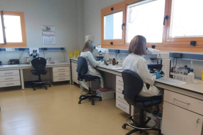 El Laboratorio Regional de Sanidad Animal ha realizado multitud de pruebas analíticas del covid. DL