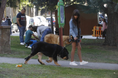 Campeonato de León de Mastín 2023. RAMIRO