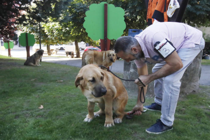 Campeonato de León de Mastín 2023. RAMIRO