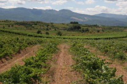 La Ruta del Vino, que promociona viñedos y bodegas del Bierzo, recibirá ayudas europeas.