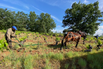 Las mulas han trabajado para Bodega Aníbal de Otero, Valle Blanco y Luzdivina García. BODEGA ANÍBAL DE OTERO