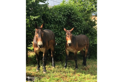 Linda y Romero ha permanecido estabuladas en instalaciones de Valle Blanco durante su estancia en el Bierzo. BODEGA ANÍBAL DE OTERO