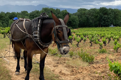 Las mulas pertenecen a la empresa de labranza del viticultor riojano Miguel Ángel Mato, 'el rey de las mulas'. BODEGA ANÍBAL DE OTERO