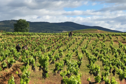 Las seis hectáreas de viñas aradas están en la zona de Otero. BODEGAS ANÍBAL DE OTERO