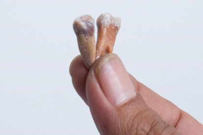 Dos de los dientes, de talla muy pequeña, localizados en el yacimiento paleontológico de Mata Menge, en la isla indonesia de Flores.