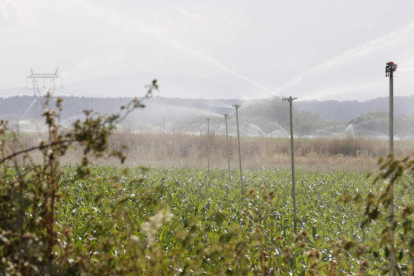 Foto de archivo del riego de un cultivo de maíces en la provincia leonesa. MARCIANO PÉREZ