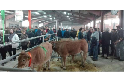 El recinto ferial Las Rozas de Villablino acogerá este sábado la exposición de ganado en la que se sustenta la mitad de la Feriona. ARAUJO.