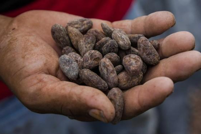 Un hombre muestra unas semillas de cacao secas en Nicaragua.