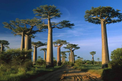 Un bosque de baobabs en Madagascar. WWE SUISSE