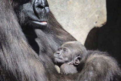 El bebé gorila del Bioparc de Valencia se llama Félix en honor a Félix Rodríguez de la Fuente.