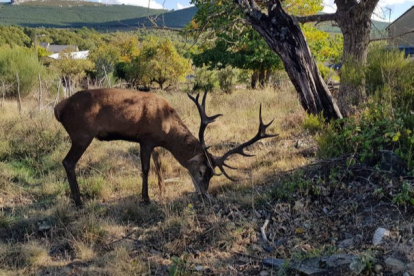 Fotografía que muestra al ciervo "Carlitos" con su cornamenta de catorce puntas. PILAR DEVESA