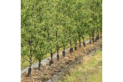 Árboles frutales de pera conferencia. L. DE LA MATA