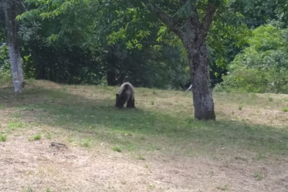 Imagen del oso que este jueves vio un vecino de Villaseca. DL