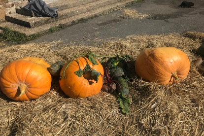 Concurso de calabazas de Igüeña. EUSEBIO CRESPO