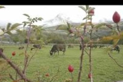 La comarca leonesa de Babia entra en la Reserva de la Biosfera, una marca de calidad de la Unesco, por su singular paisaje moldeado por la trashumancia.