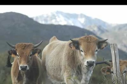 Babia es la segunda más extensa de la Gran Cantábrica después de Picos de Europa y aporta a la biosfera 650 especies vegetales, de las que 39 son endemismos.